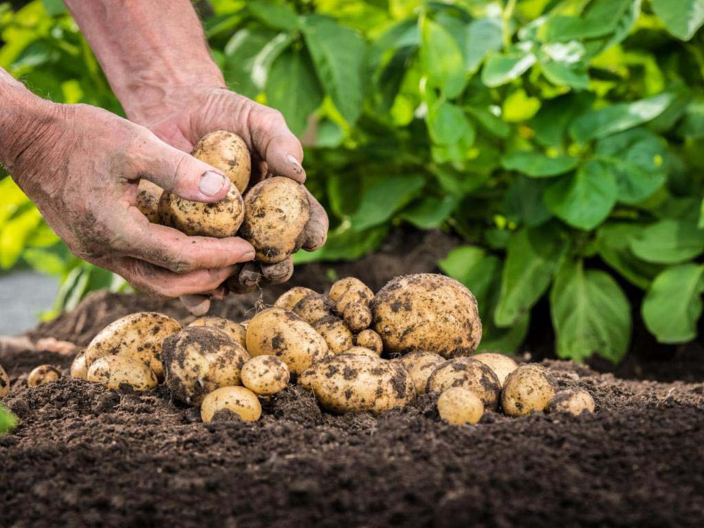 Правильная посадка картофеля: способы, сроки