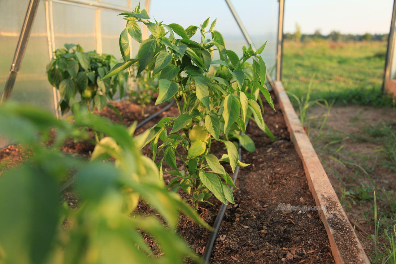 Выращивание перца в теплице из поликарбоната: посадка, уход, лучшие сорта