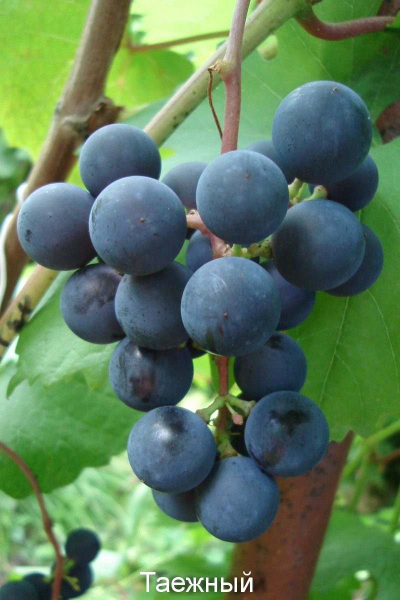 Виноград в сибири: посадка, уход и выращивание для начинающих, как правильно вырастить летом