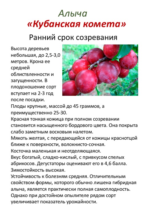 Сорта алычи для беларуси: их достоинства и недостатки