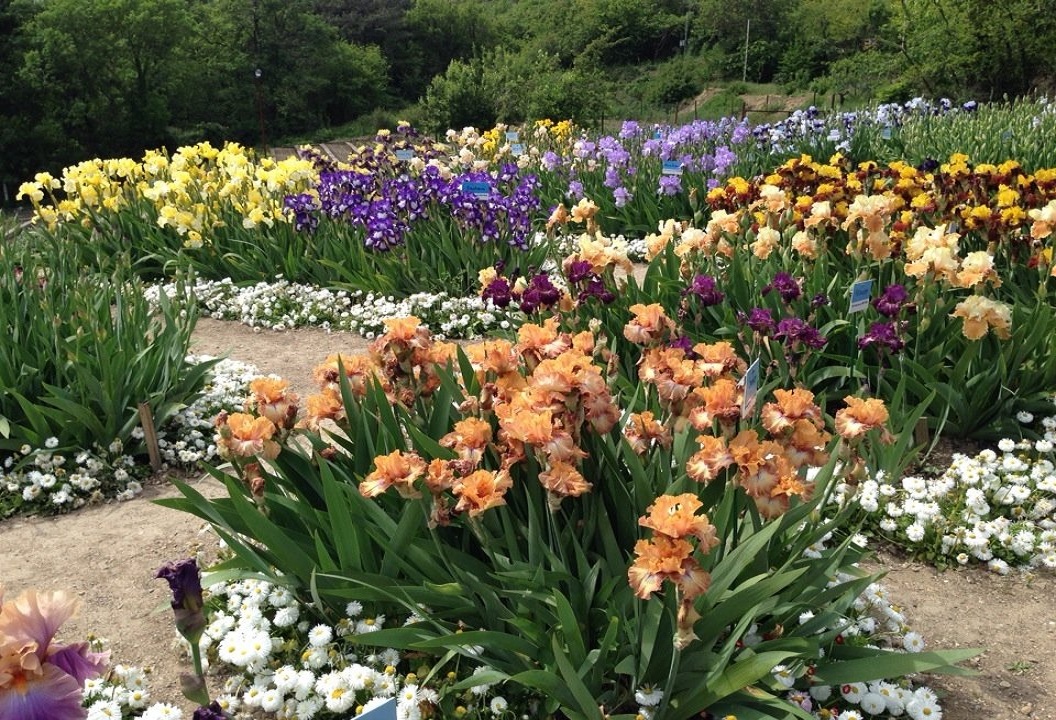 Ирисы в ландшафтном дизайне сада: с какими цветами сочетается, фото, примеры клумб