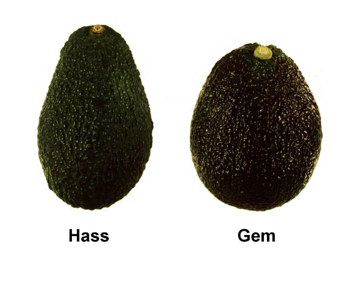 Описание авокадо сорта Хаас, чем отличается от обычного