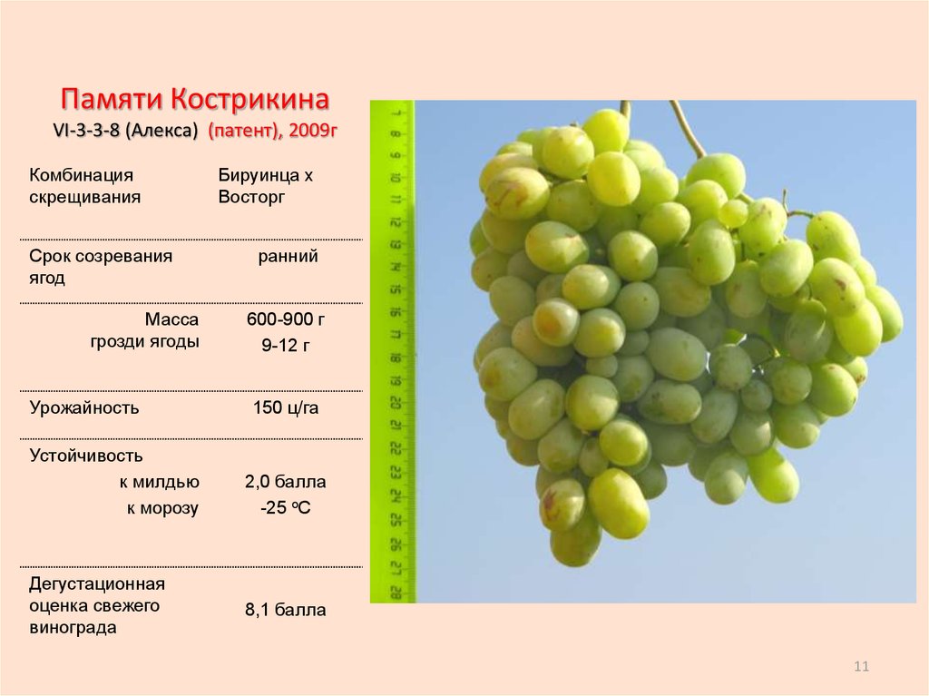 Виноград красотка: описание сорта, фото, отзывы