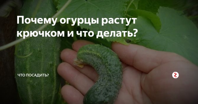 Почему огурцы горькие? как предотвратить накопление горечи в огурцах? — ботаничка.ru