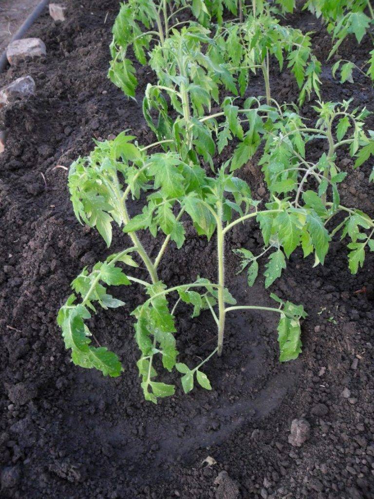 Выращивание помидоров (томатов) черри в открытом грунте: правила посадки и ухода