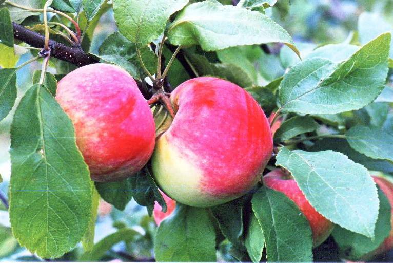 Яблоня лето красное: отзывы садоводов, фото и описание сорта