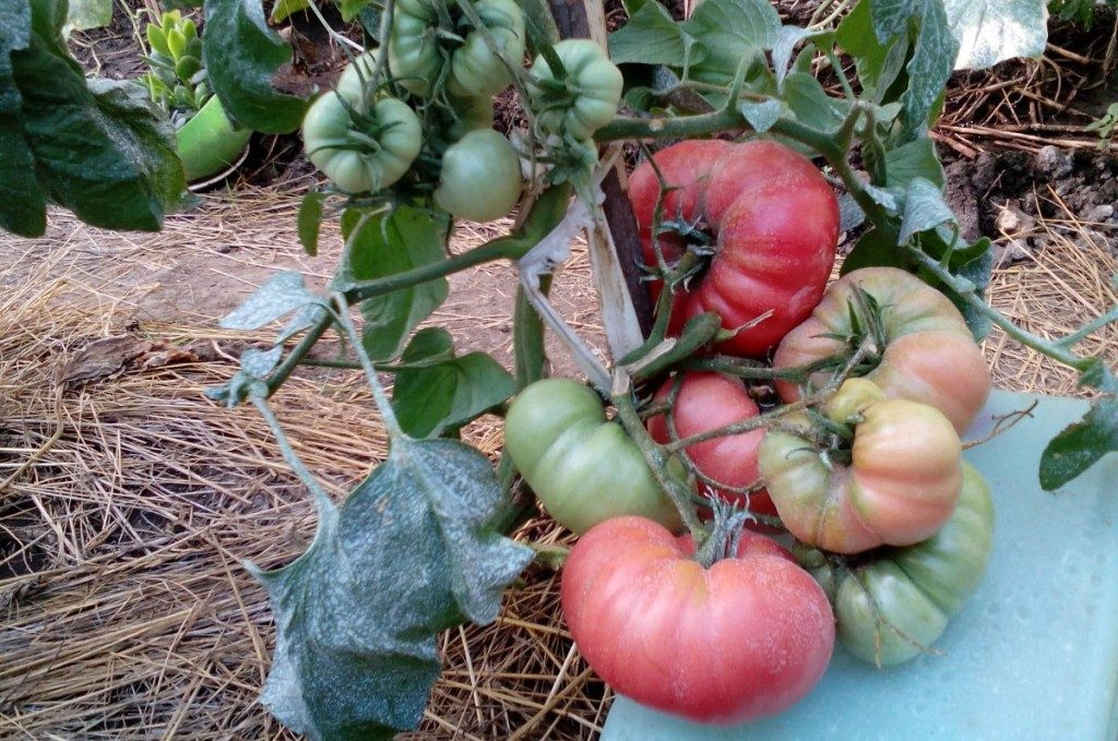 Описание сорта томата Малиновое чудо, его характеристика и выращивание