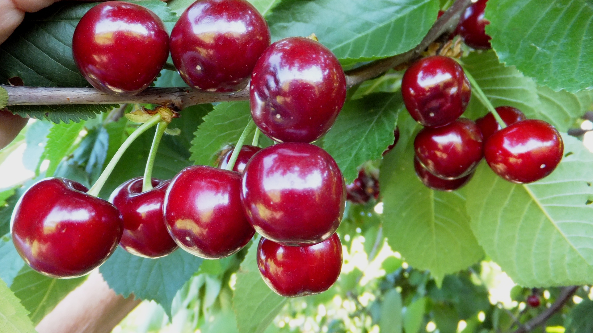 Вишня малиновка: урожайный сорт отечественной селекции