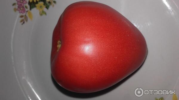 Чем отличается томат любящее сердце: характеристика и описание сорта