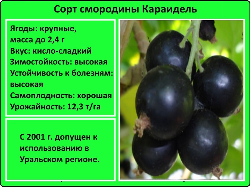 Чёрная смородина селеченская и селеченская 2: выращиваем от северо-запада до восточной сибири