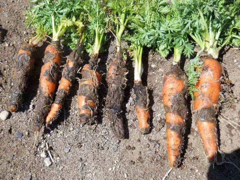 Почему сохнет ботва у моркови