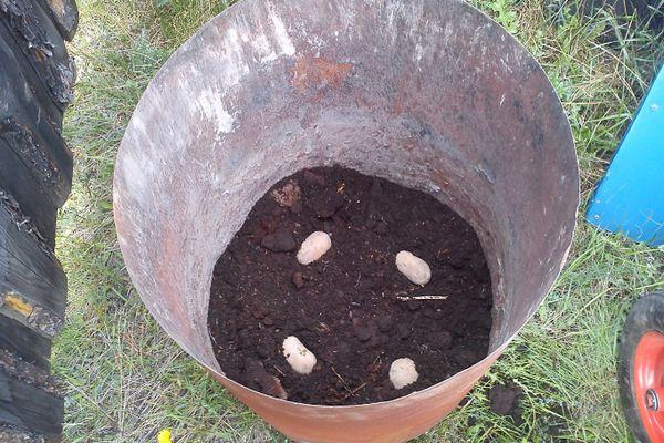 Выращивание картофеля в бочке