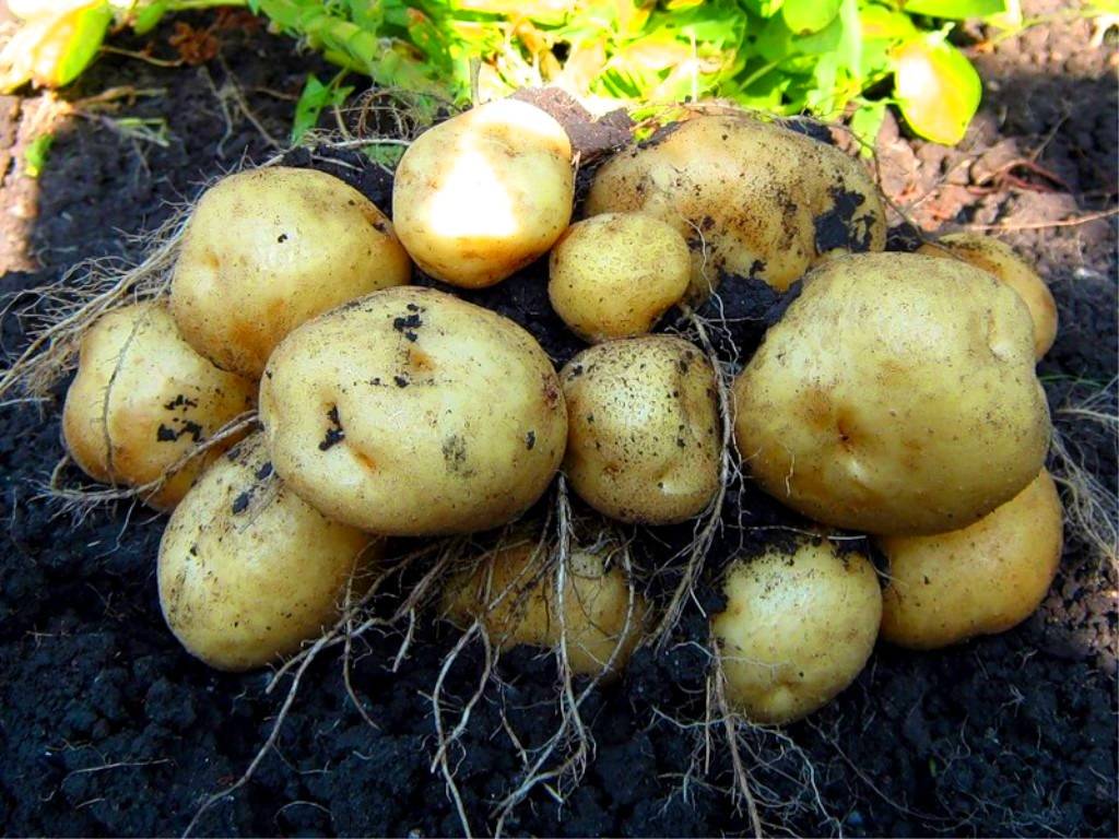 Картофель ласунок описание сорта, характеристика, фото русский фермер
