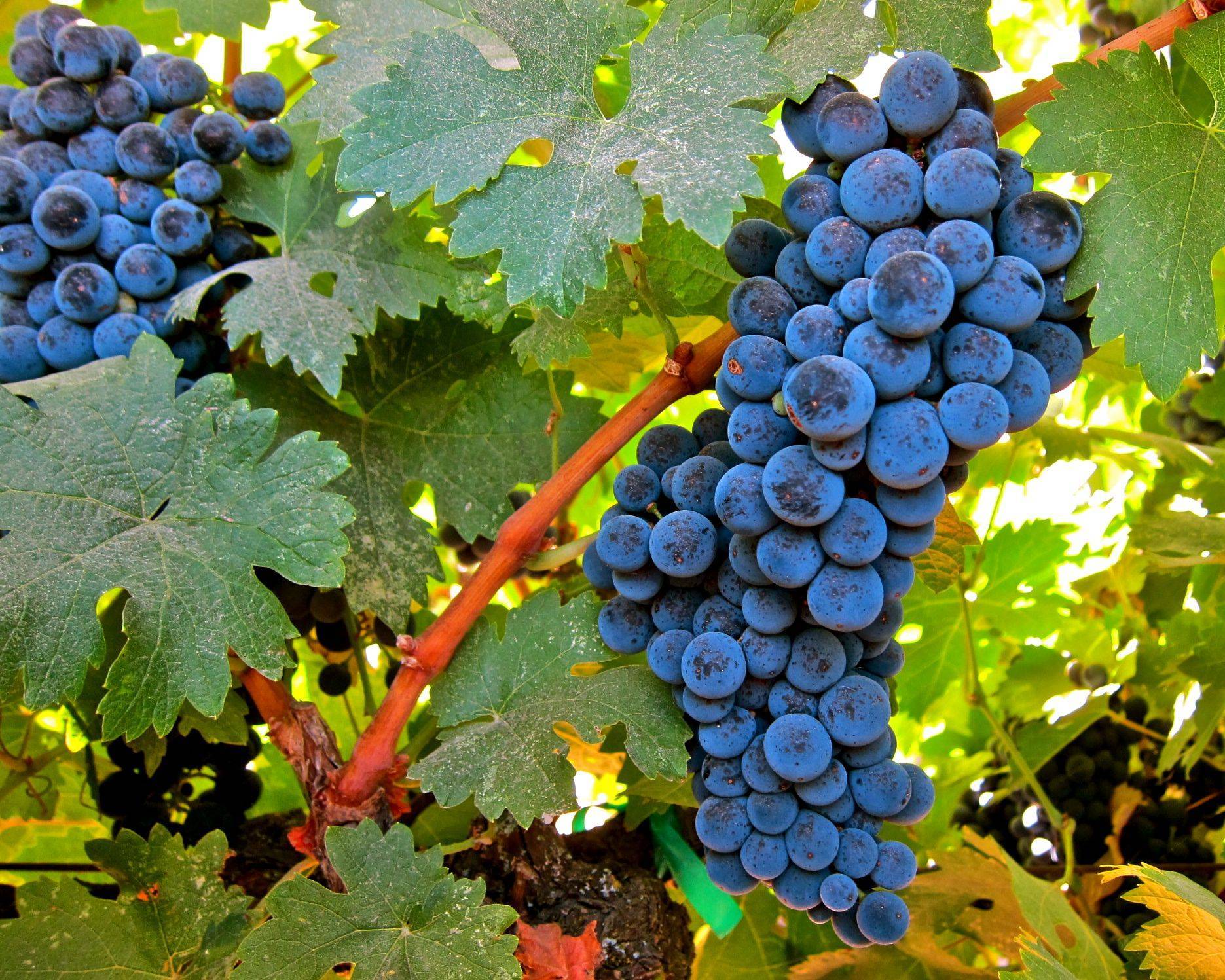 Сорт винограда джони: описание с фото, отзывы, уход