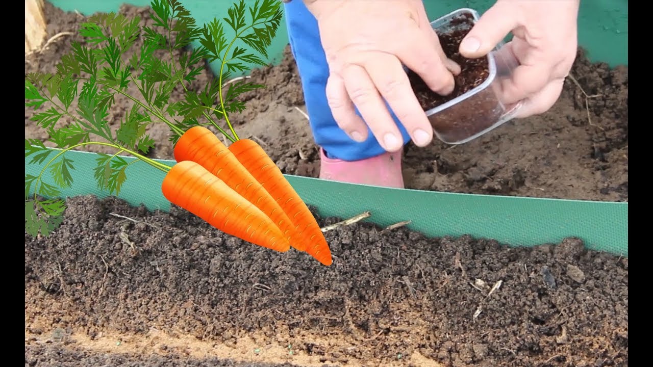 Как посадить морковь в открытый грунт, чтобы не прореживать грядки
