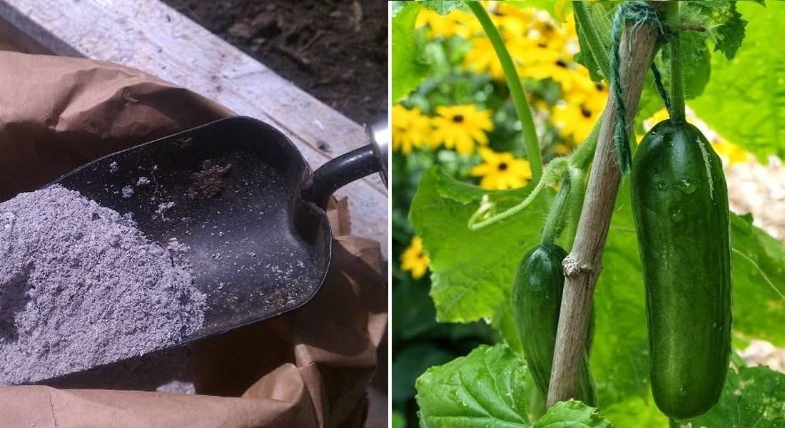 Табачная пыль применение в садоводстве от вредителей,от тли, луковой мухи