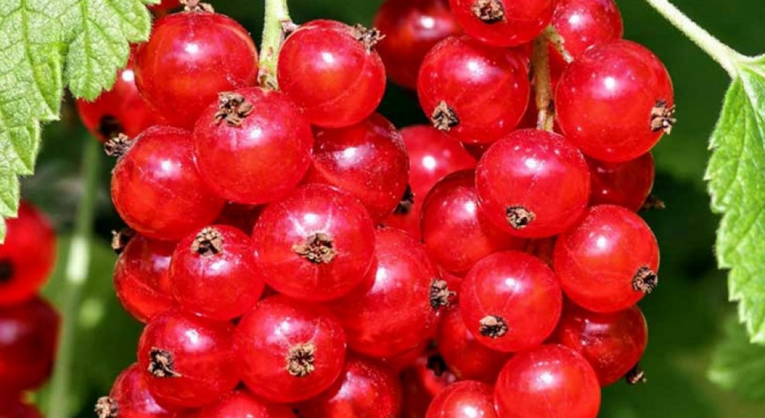 18 лучших сортов красной смородины с крупными ягодами