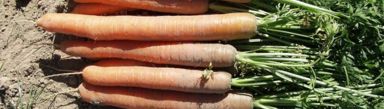 Неприглядная снаружи, вкусная внутри: интересные факты о черной моркови