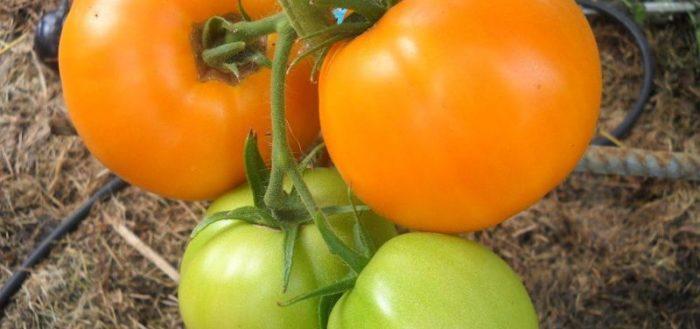 Семена томатов от коллекционеров на 2021 год: купить семена, каталог