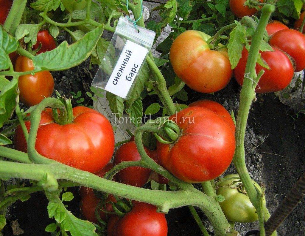 Холодостойкий томат снежный барс. детальное описание сорта и отзывы фермеров