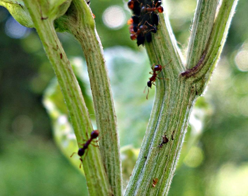Как быстро избавиться от муравьев в теплице с огурцами, что делать?