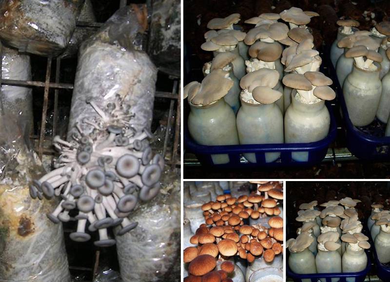 Выращивание грибов: как вырастить в теплице, технология, фото, видео