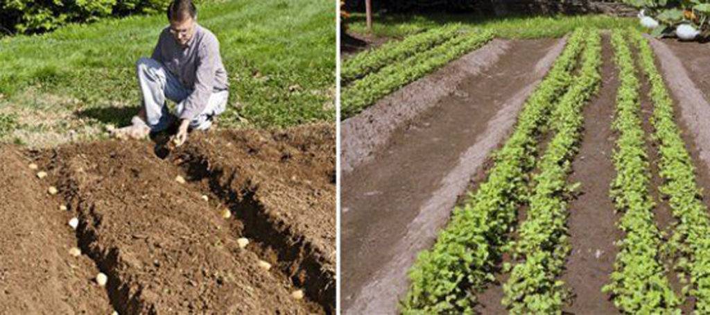 Выращивание картофеля по методу митлайдера: суть метода, особенности посадки и ухода, преимущества, отзывы