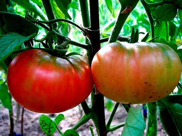 Характеристики и описание томат «богата хата f1» отзывы, фото, урожайность