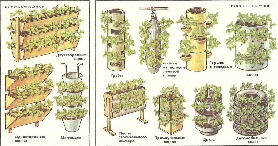 Выращивание клубники в открытом грунте: схема посадки и уход, как правильно разводить