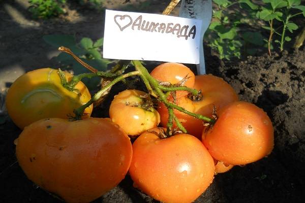 Сорт томата оранжевое сердце: описание, характеристика