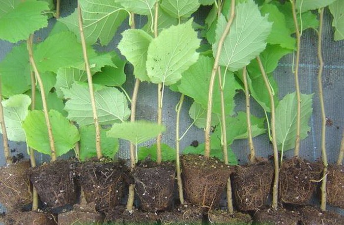 Выращивание и уход за фундуком в открытом грунте, правила посадки лещины