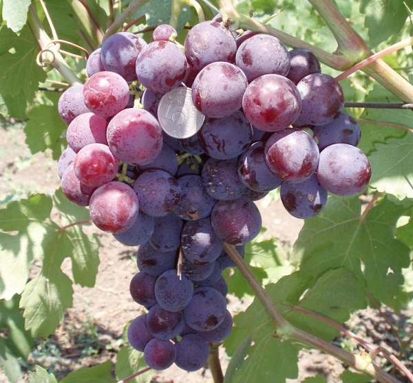 Сорт винограда русский ранний, описание сорта с характеристикой и отзывами, а также особенности посадки и выращивания