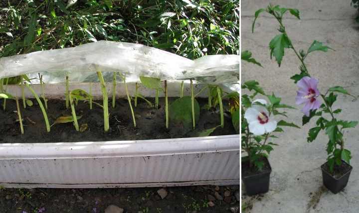 Гибискус травянистый (33 фото): выращивание садового гибискуса и тонкости ухода за ним в домашних условиях, посадка гибискуса семенами в открытом грунте