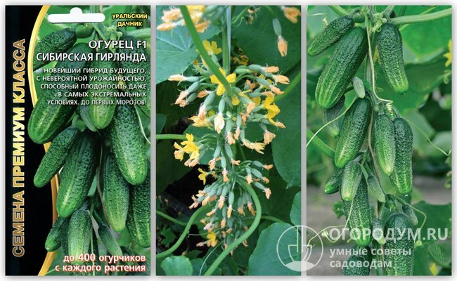 Огурец сибирская гирлянда f1: описание и характеристика сорта, как их выращивать, фото, отзывы