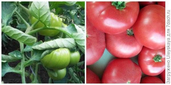 Описание и характеристика урожайного и вкусного томата «розмарин f1»