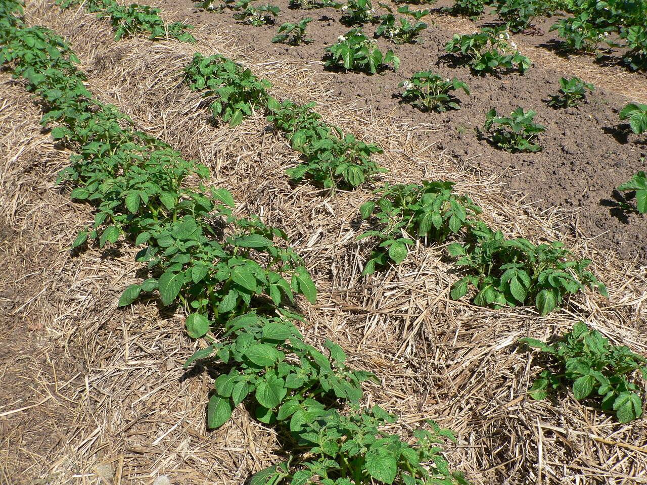Советы от опытных огородников: 2 способа выращивания картофеля под соломой