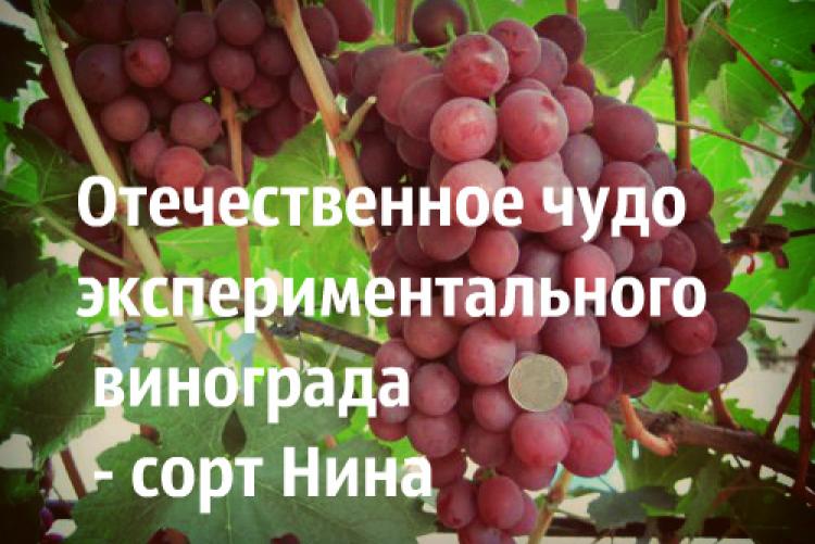 Виноград рубиновый юбилей: описание и характеристики сорта, выращивание и уход