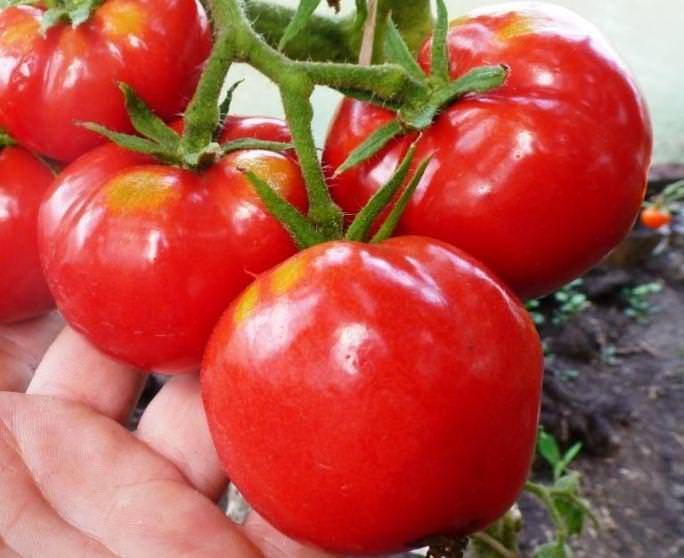Самые урожайные сорта томатов для открытого грунта в средней полосе низкорослые
