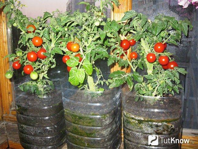 Помидоры черри: выращивание в домашних условиях на подоконнике