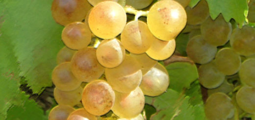 Виноград бианка: традиционный винный сорт
