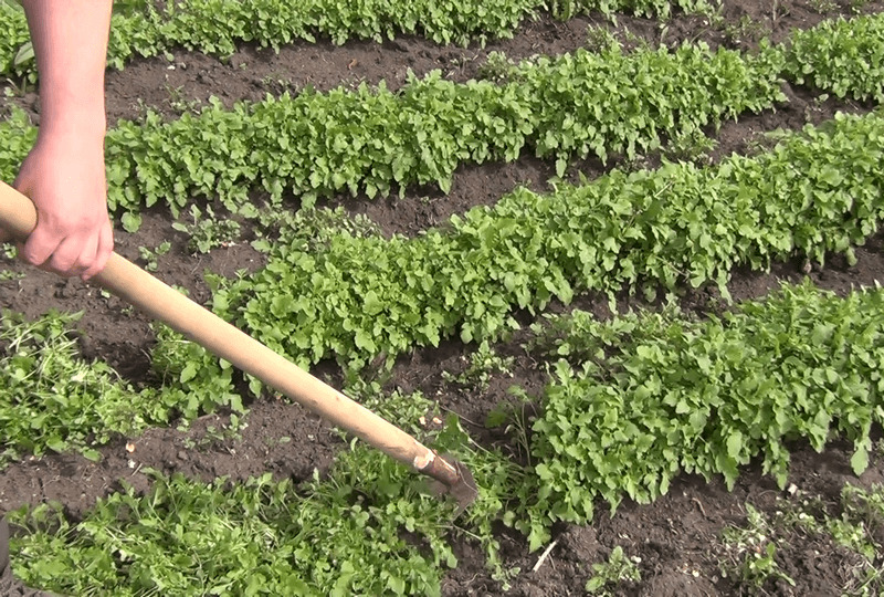 Выращивание картофеля с помощью сидератов
