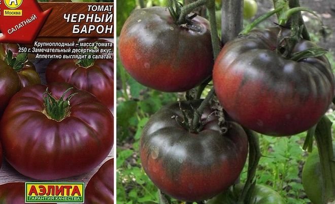 Томат барон : описание сорта, его фото и характеристика русский фермер
