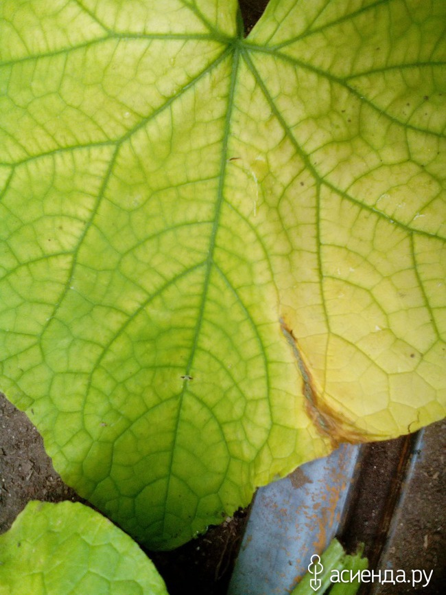 Почему у огурцов желтеют и сохнут листья и что с этим делать? – дачные дела