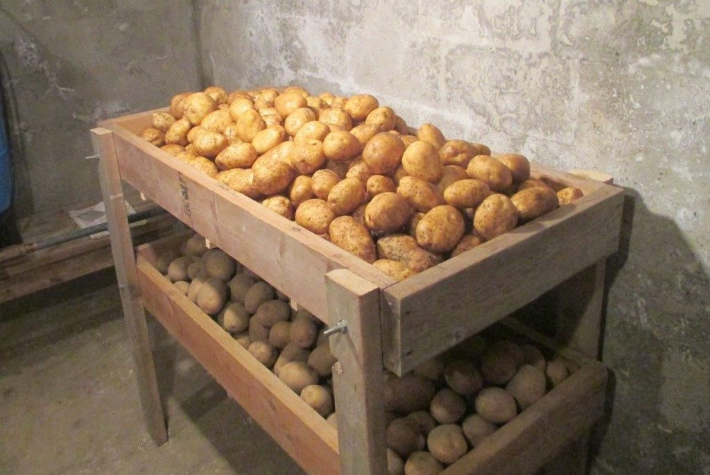 Как хранить картошку в погребе зимой: как правильно уберечь овощ в подвале частного дома, а также когда спускать корнеплоды и температура содержания
