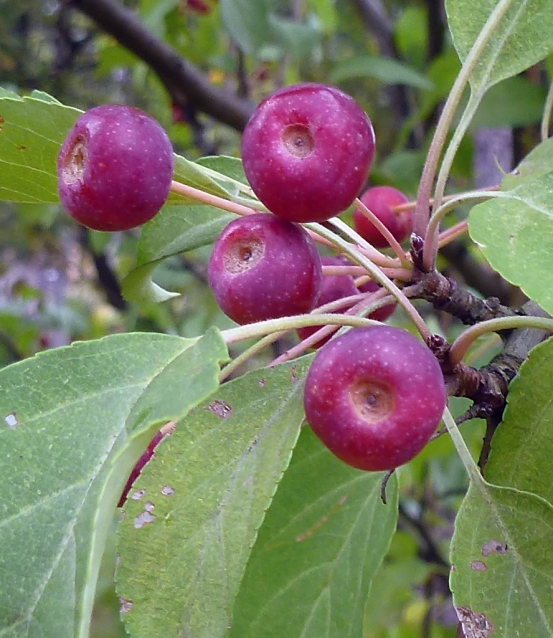 Яблоня ягодная: отзывы, топ секреты посадки и ухода, описание