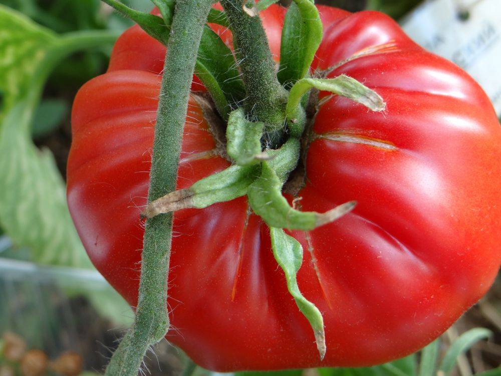 Описание сорта томат шунтукский великан и его характеристики