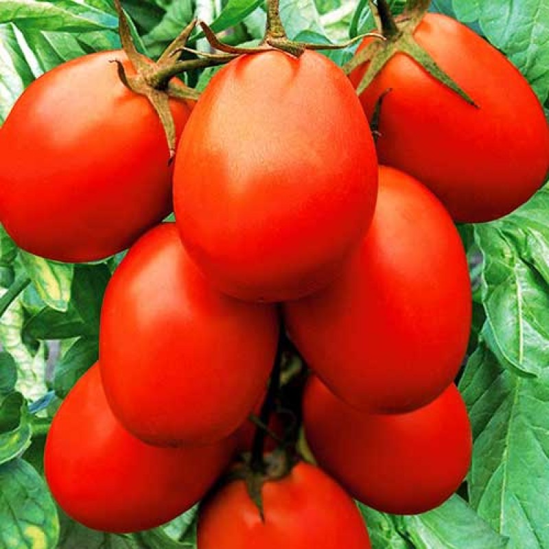Описание сорта томата изобильный f1, его характеристика