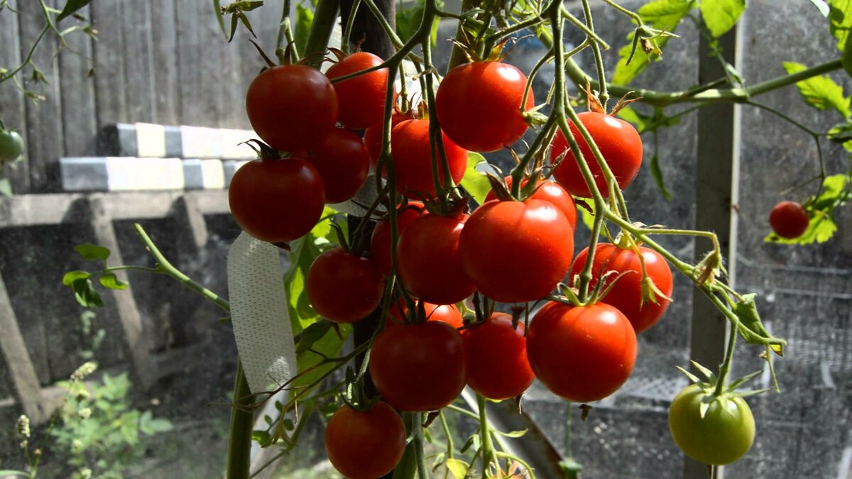 Томат "красная шапочка": характеристика, описание сорта, выращивание и фото помидоров русский фермер