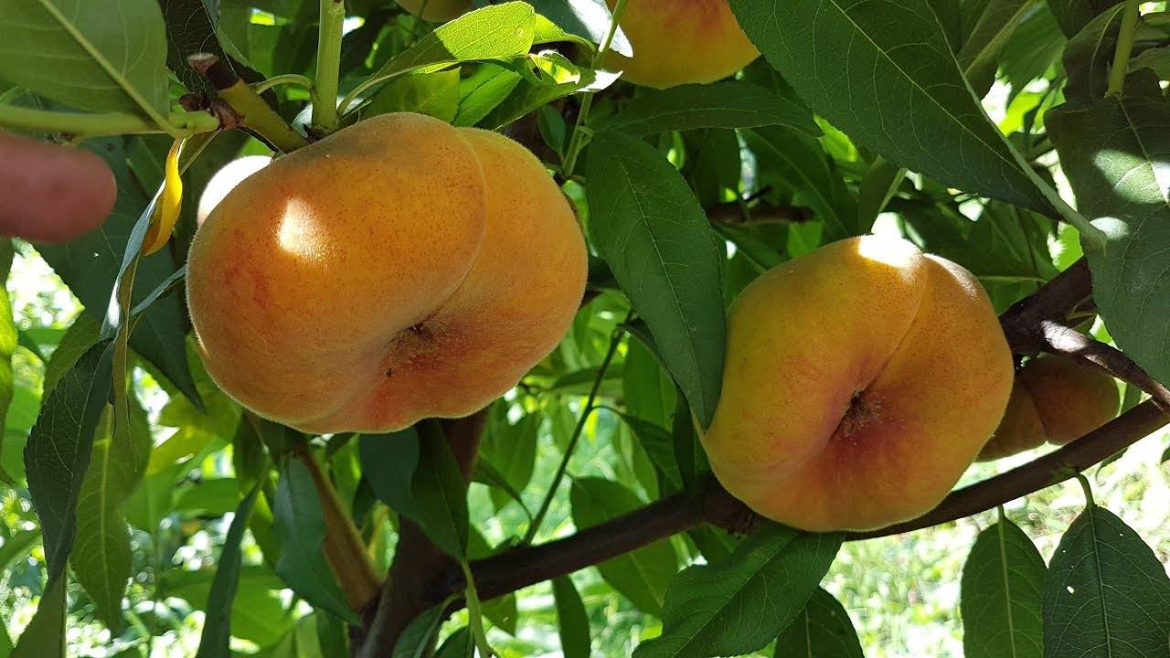 Персик инжирный: выращивание в теплице, укрытие на зиму, болезни и их лечение + фото