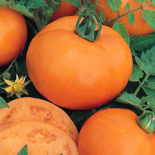 Томат апельсин - характеристика и описание сорта, фото, урожайность, отзывы овощеводов, видео